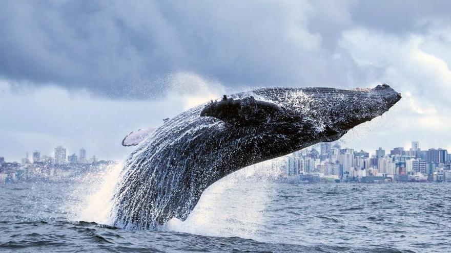 Una ballena saltando fuera del agua.