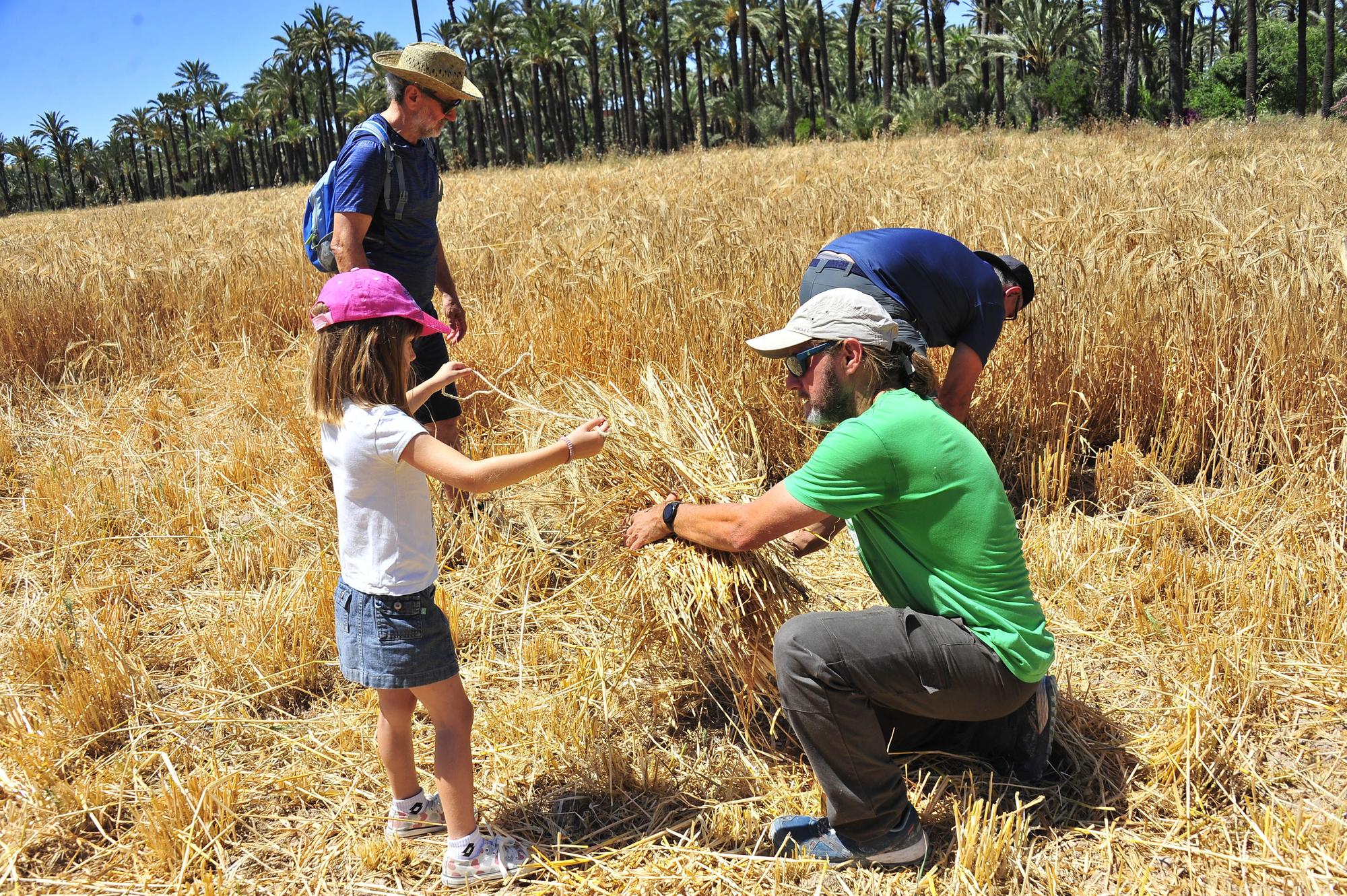 Segando  cebada  en l'Hort del Gat