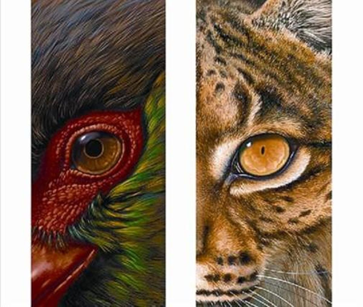 Obra de Xavier Macpherson, de la branca d’il·lustració científica. Obra de Xavier Macpherson, de la branca d’il·lustració científica.
