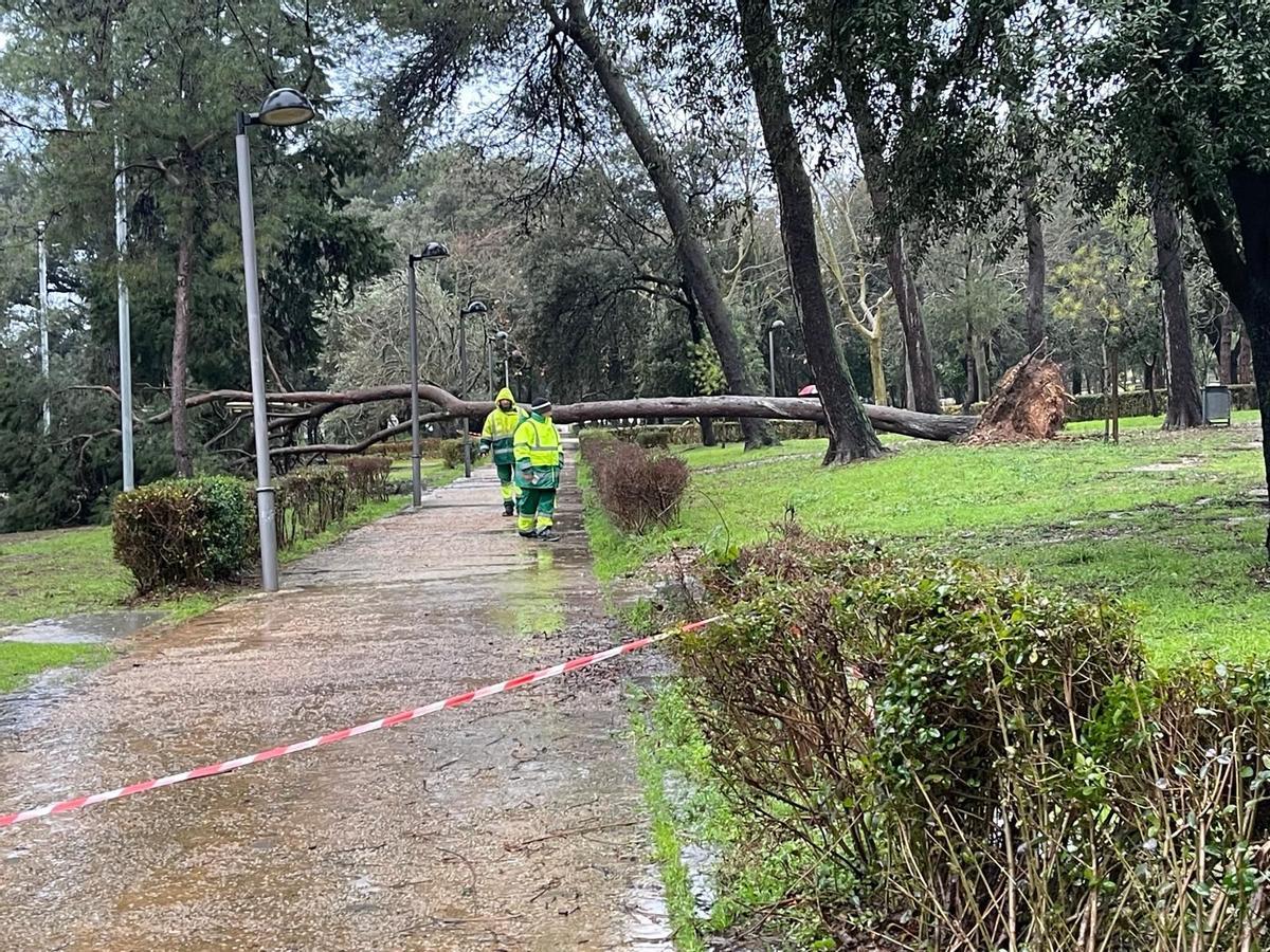 Un arbre ha caigut aquest dilluns al Parc Bosc de Figueres pel temporal.