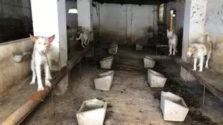 Intervenidos 25 perros en "pésimas condiciones de higiene e insalubridad" de una rehala en Hornachuelos