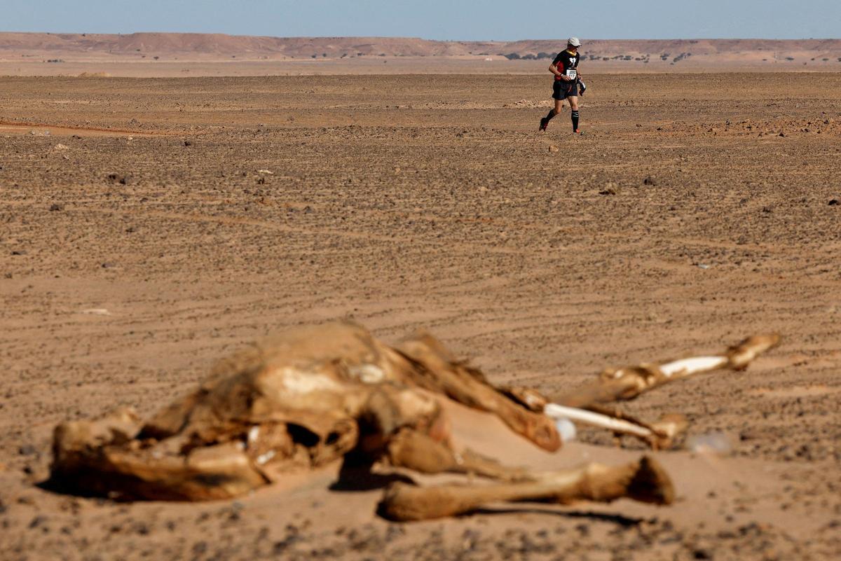 Imágenes de la 23ª edición del Sahara Marathon, en Argelia.