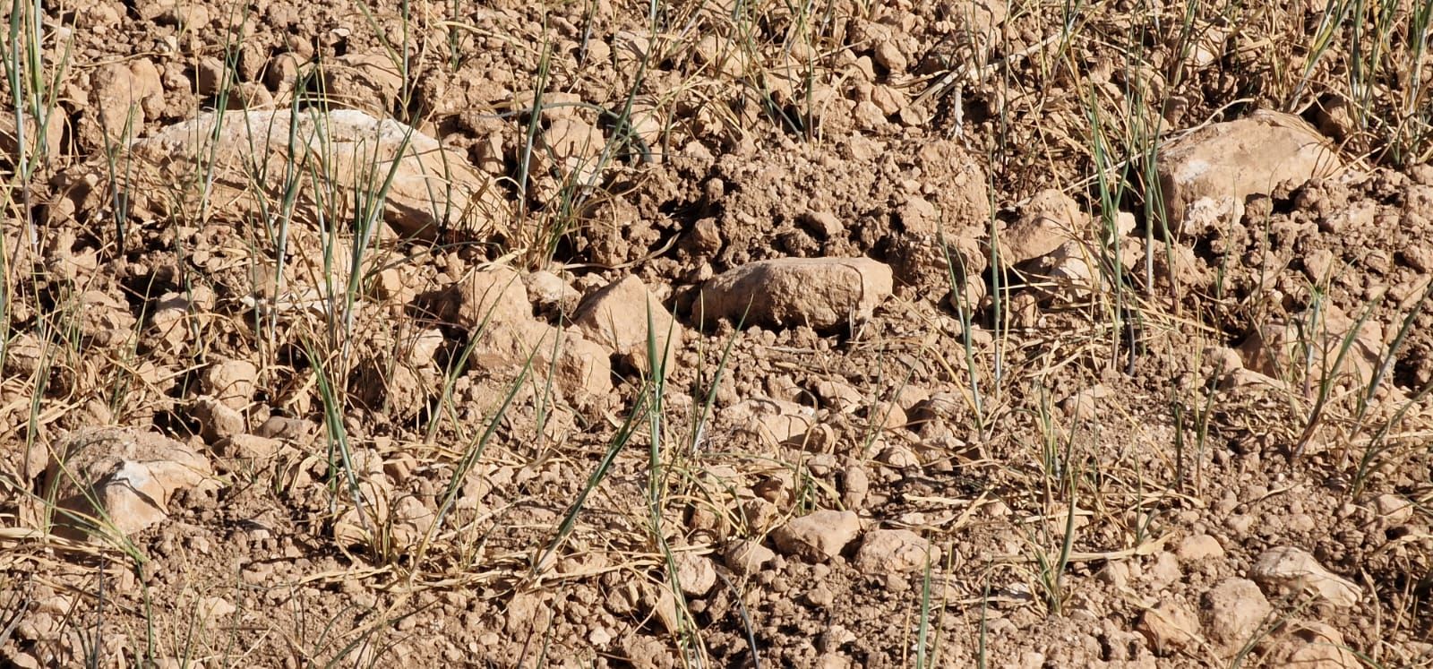 Efectos de la sequía sobre cultivos de cereal y montes en la Junquera, El Moralejo (Caravaca de la Cruz).