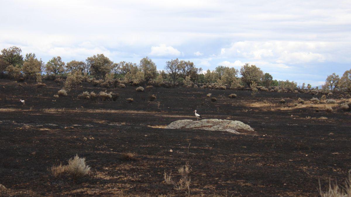 Cigüeñas en un área quemada, en Villanueva de Valrojo.