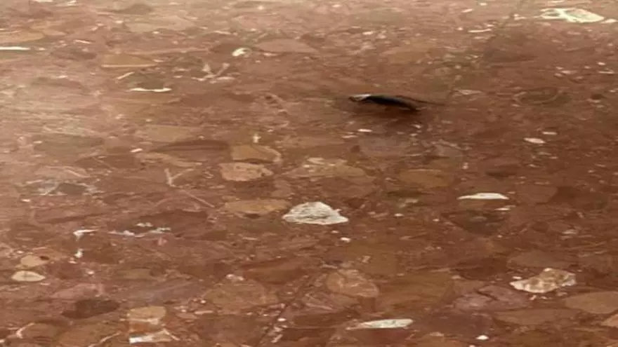 Cucarachas y hormigas en el Hospital Militar Quart-Mislata
