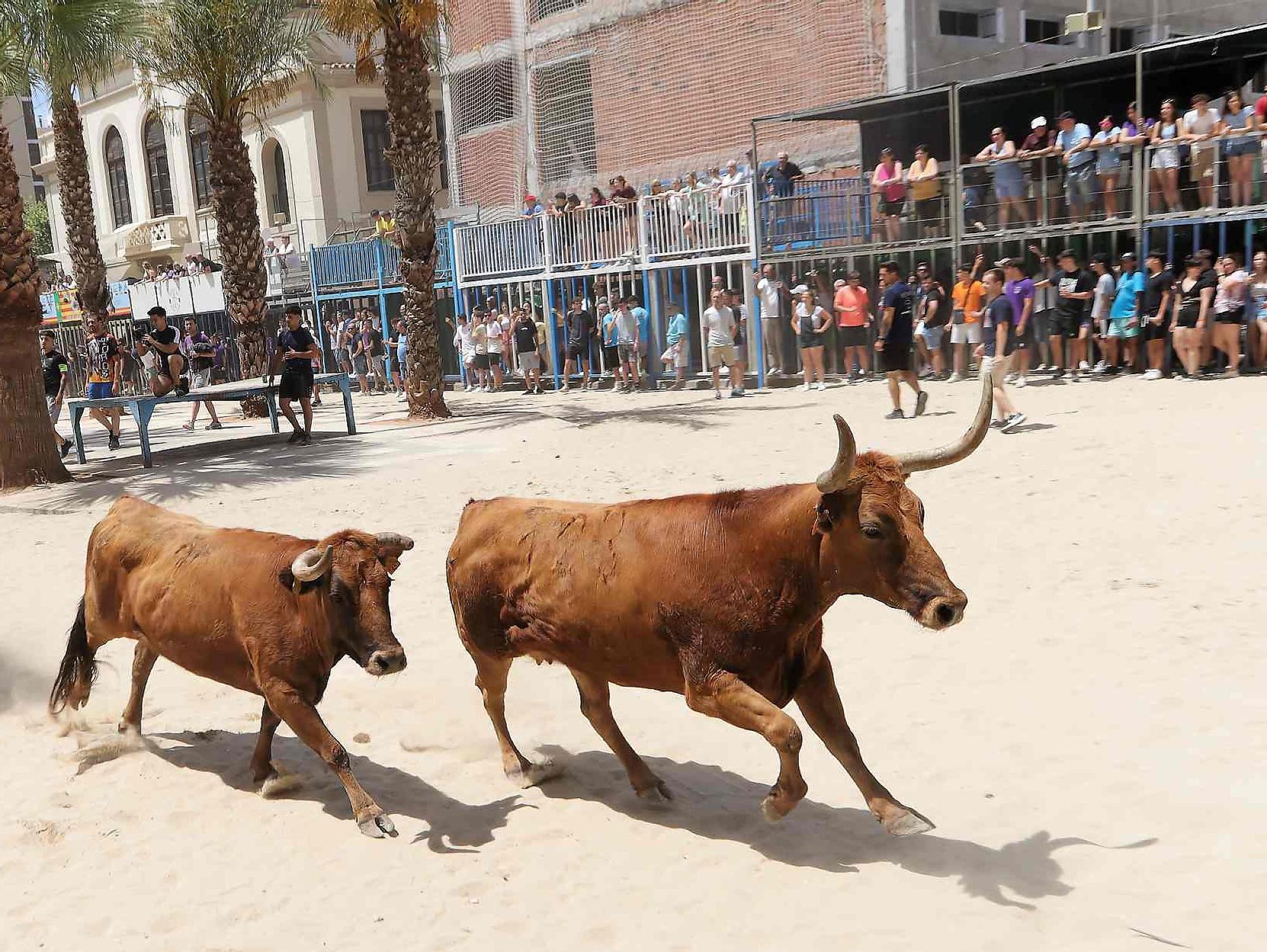 El Grau da inicio a las fiestas de Sant Pere con pólvora, bous y música