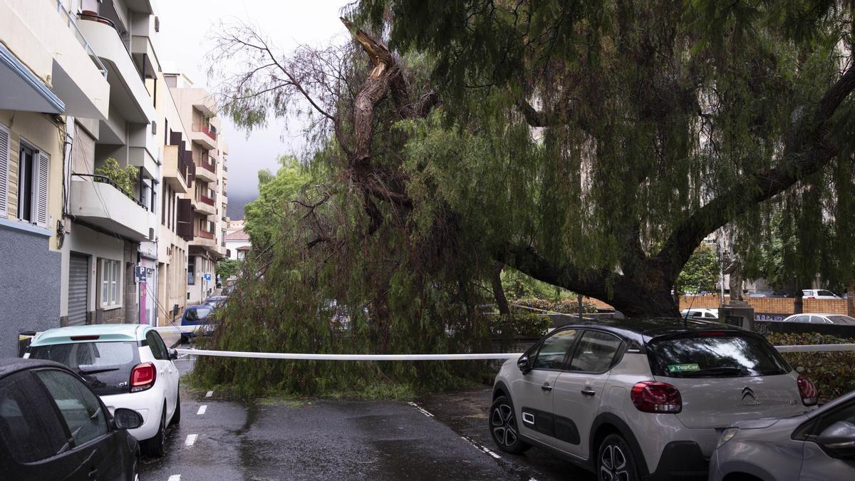 SANTA CRUZ DE TENERIFE (ESPAÑA), 25/09/2022.- Las lluvias generadas por la cercanía de la tormenta tropical 'Hermine' a Canarias ha ocasionado un centenar de incidencias en Canarias como esta caída de un árbol en una calle de Tenerife, que ha provocado el corte del tráfico. EFE/Miguel Barreto