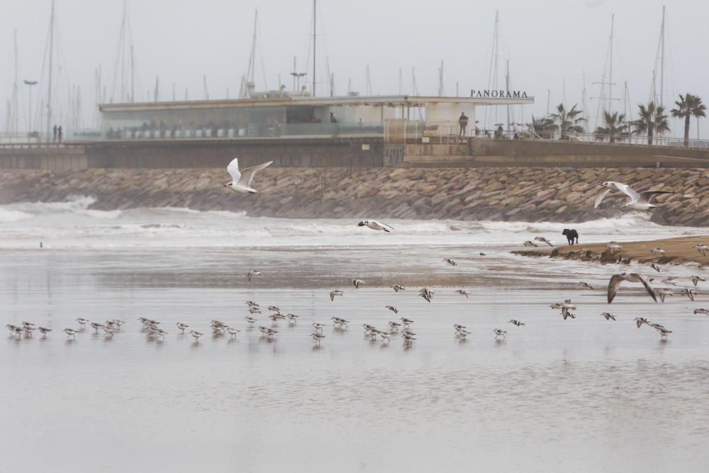 Las playas de la Malva-rosa, el Cabanyal y la Marina tras el temporal marítimo.