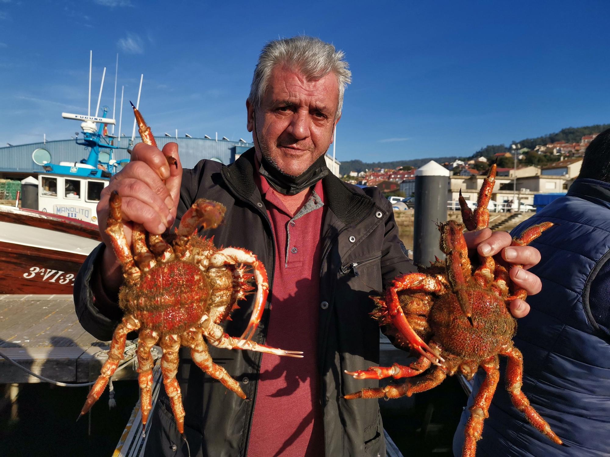 La campaña del "marisco rey", la centolla, arranca en Cangas y Bueu