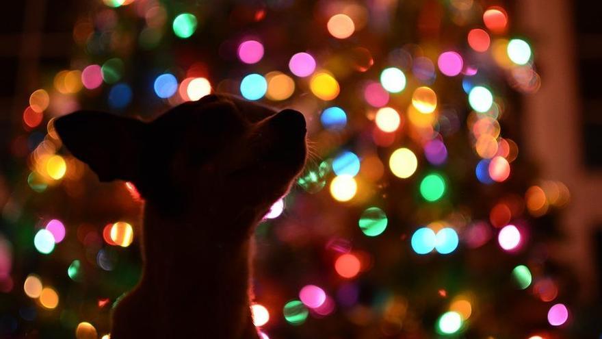 Mi perro se come el árbol de Navidad