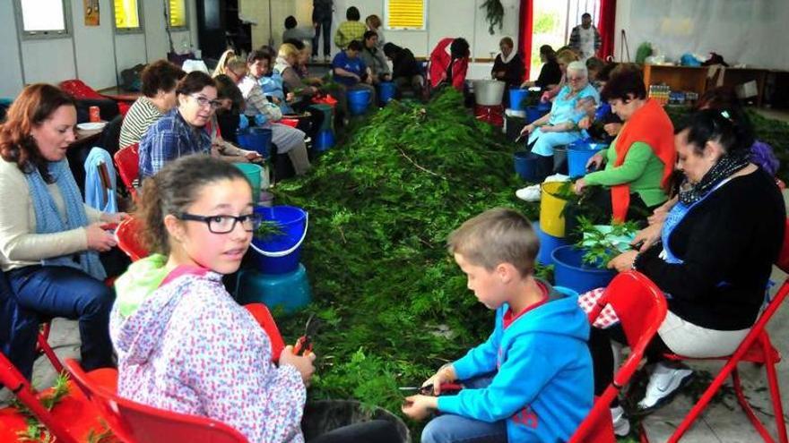 Preparación del material para la alfombra floral de la fiesta de A Xunqueira.