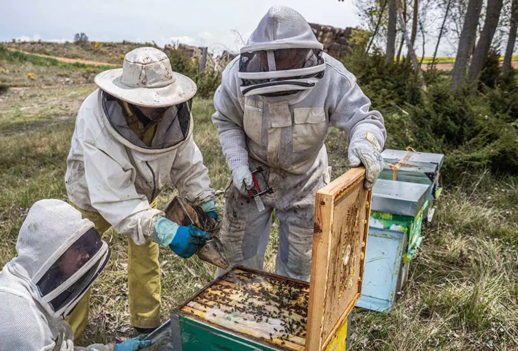 En algunas actividades podremos disfrutar de una visita a las colmenas de las que luego nos llevaremos la miel