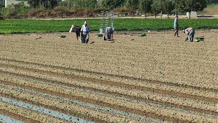 Un bancal en riego de la huerta tradicional que recibirá 130 hectómetros cubicos.