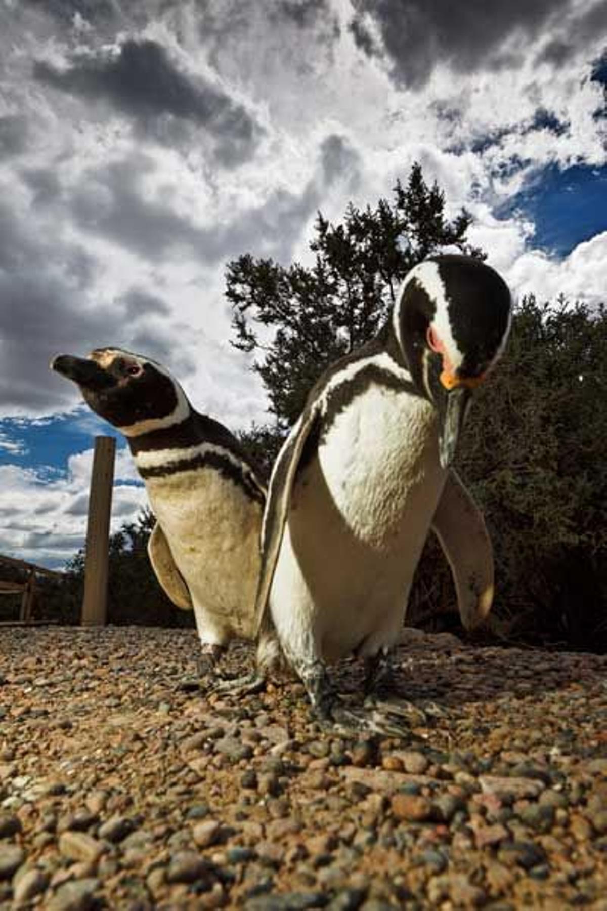 pingüinos de Magallanes