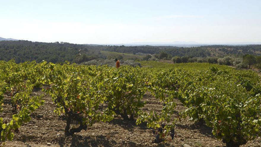 Una vinya a l&#039;Empordà, en una imatge d&#039;arxiu