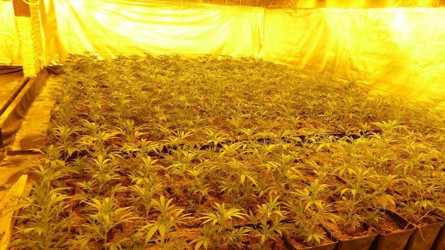 La plantació de droga descoberta a Castelló