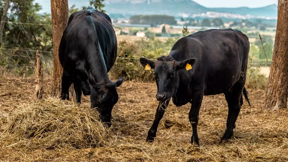 El Wagyu, la carn d’origen japonès que sedueix els paladars de l’Alt Empordà