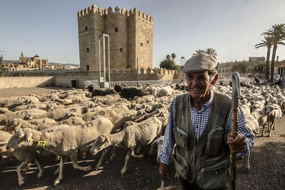 Los últimos trashumantes