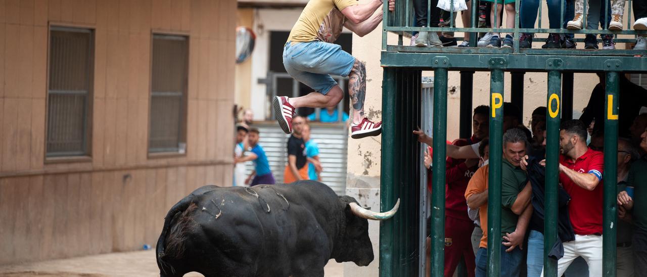 Castellón representa el 60% de los &#039;bous&#039; que se celebran en la Comunitat.