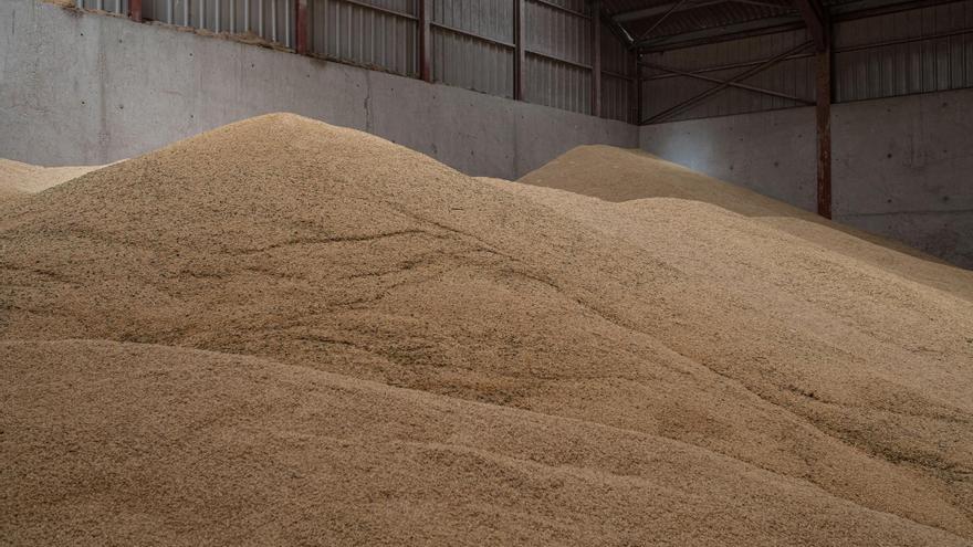 España compra el 75% del trigo y el 33 % del maíz que exporta Ucrania