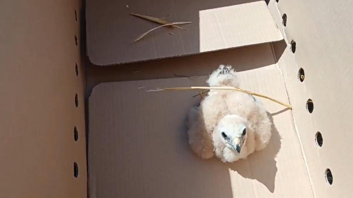 La rápida actuación de los agentes forestales salva a tres polluelos de aguilucho en peligro.