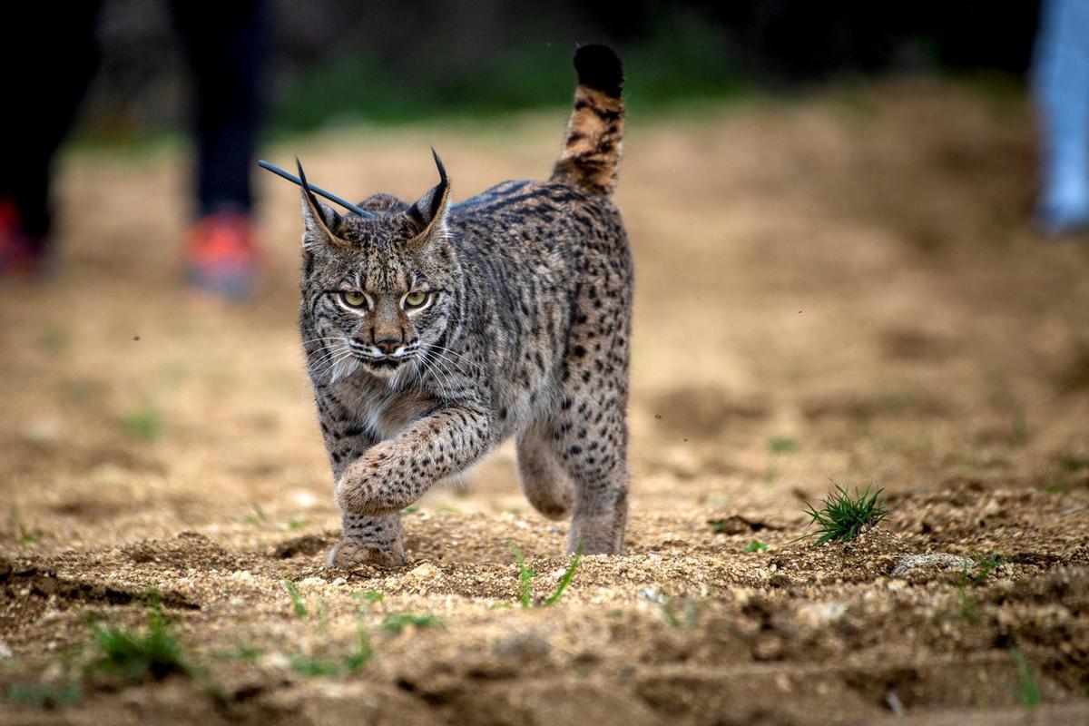 Un lince ibérico en el área de reintroducción de los Montes de Toledo, en una imagen de archivo.