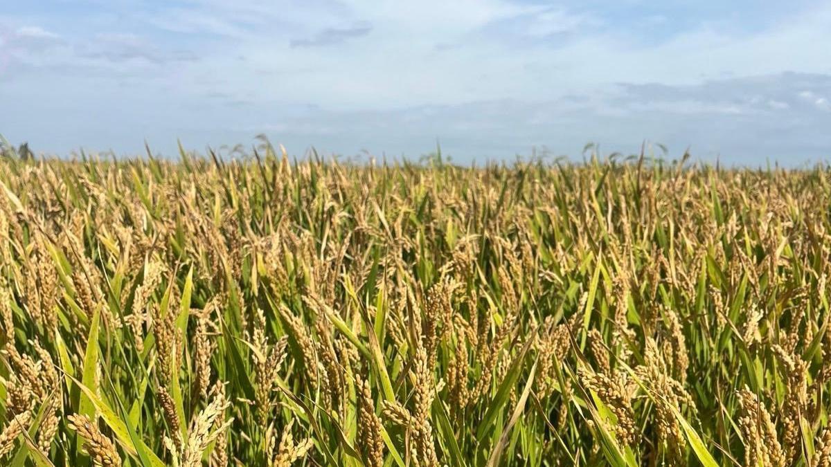 Parcela cultivada de arroz.