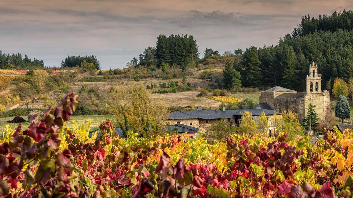 Viñedo de El Bierzo