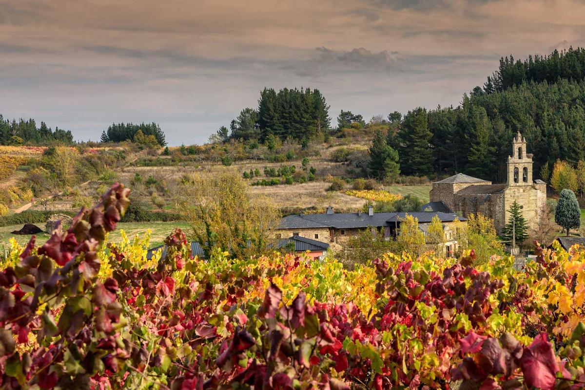 Viñedo de El Bierzo