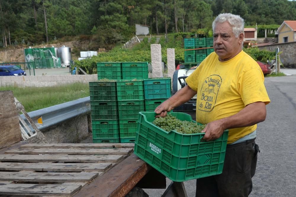 Arranca la vendimia en Pazo Baión