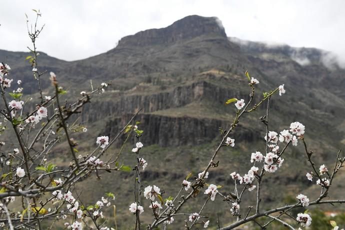 GRAN CANARIA 26-01-2019  SANTA LUCIA DE TIRAJANA-SAN BARTOLOME DE TIRAJANA. Fotos al macizo de Amurga. Fotos a los terrenos de la familia de Román comprados por el Cabildo.  FOTOS: JUAN CASTRO