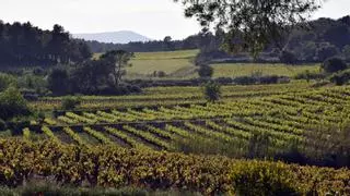 "Wine Conexión" maridará vino y música entre algunos viñedos de la DO Toro
