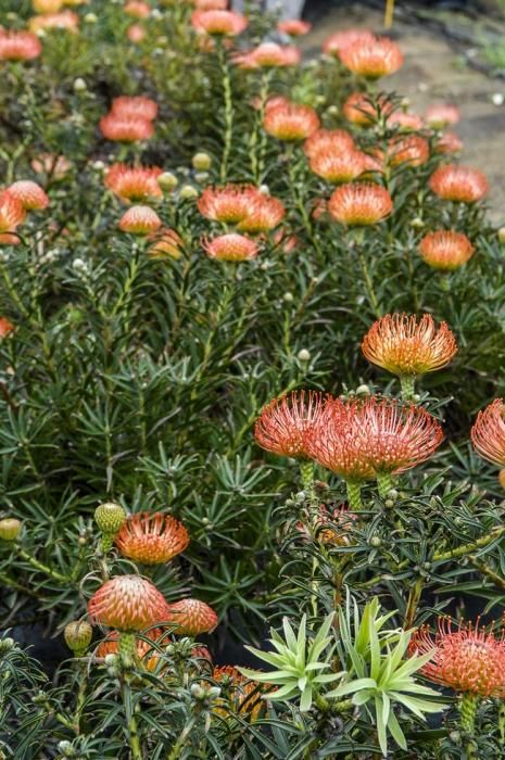 Visita a una plantacion de proteas een la Granja Agrícola del Cabildo. FOTOS: JC CASTRO