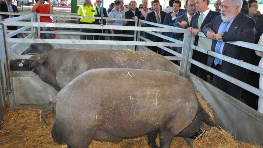 La Feria de Zafra arranca con 2.500 cabezas de ganado selecto