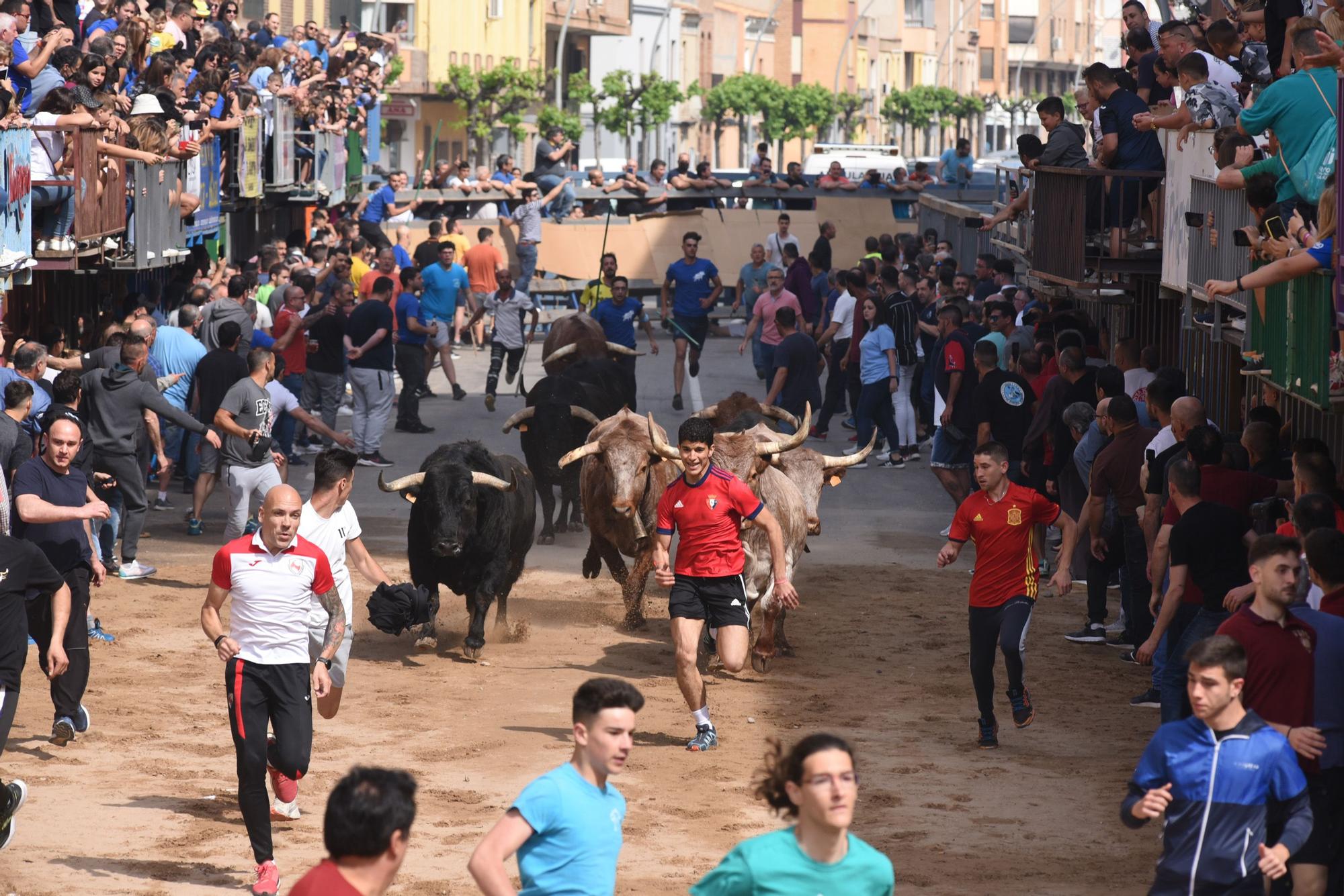 Bou per la vila en les Festes de San Pasqual de Vila-real