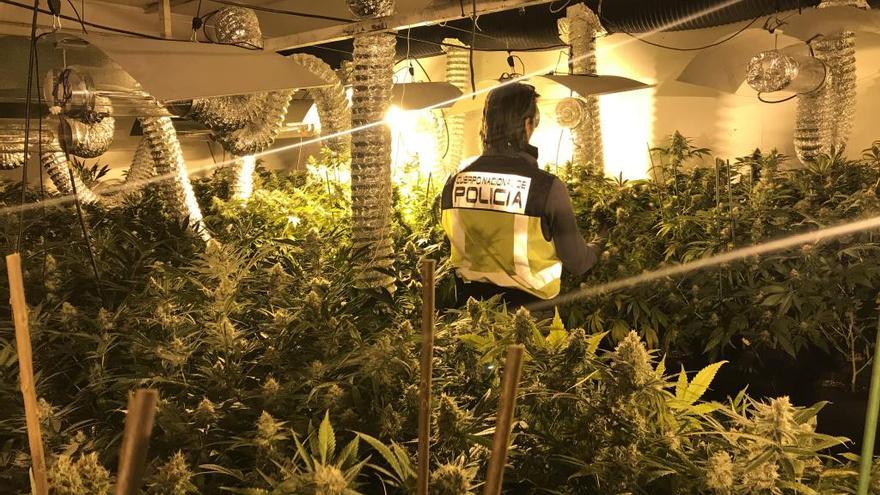 Siete detenidos e intervenidos casi 30 kilos de marihuana en Alicante