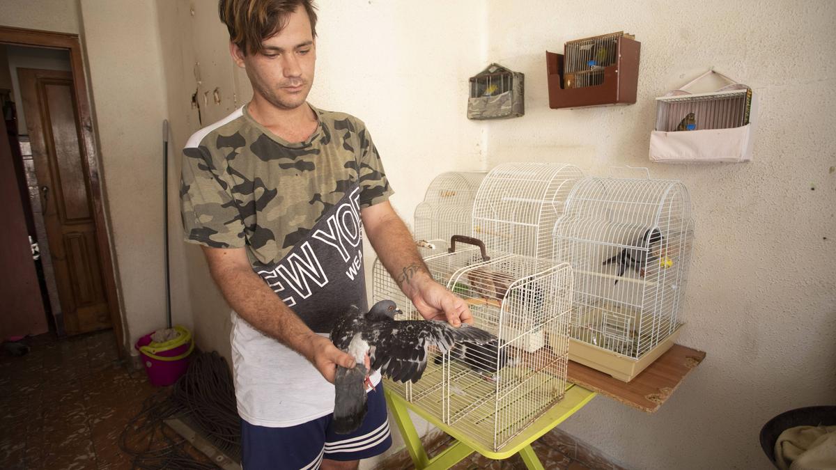 Un joven muestra una de las palomas heridas y mutiladas que se ha encontrado.