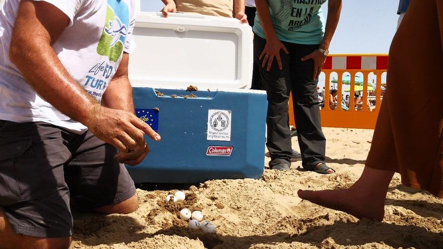 ¿Sabes dónde se instalará en Elche un puesto de vigilancia de nidos de tortugas marinas?