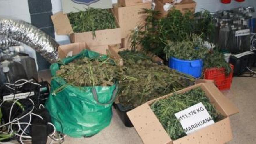 Comissen 3.000 plantes de marihuana a Figueres