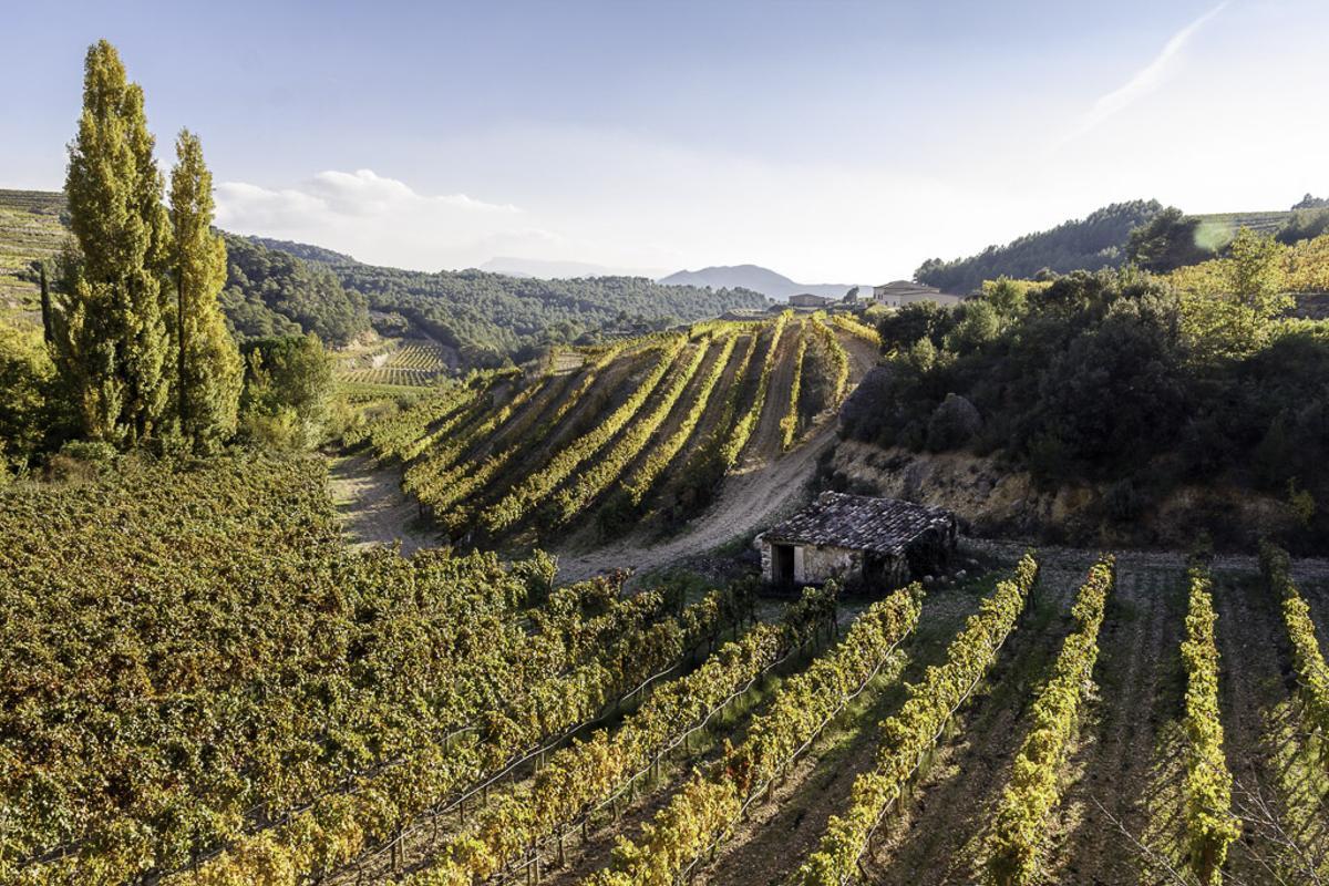 Casa Gourmet, la tienda 'online' de EL PERIÓDICO DE ARAGÓN ofrece un viaje por Navarra, Cataluña y Valencia para descubrir tres vinos de garnacha blanca