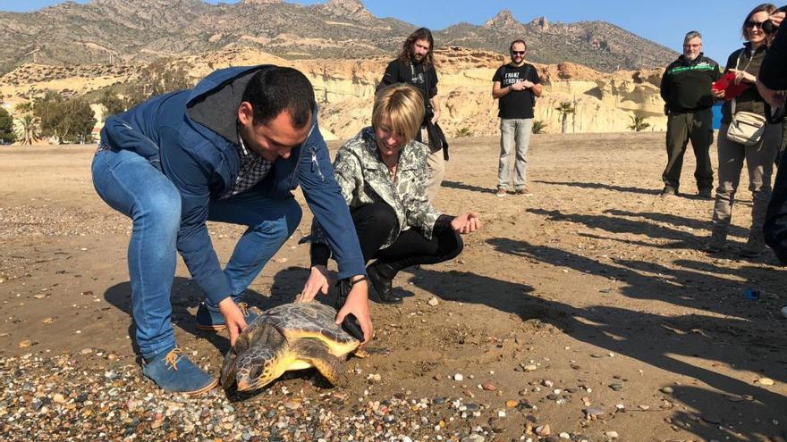 Liberada la primera tortuga boba del año en la Región