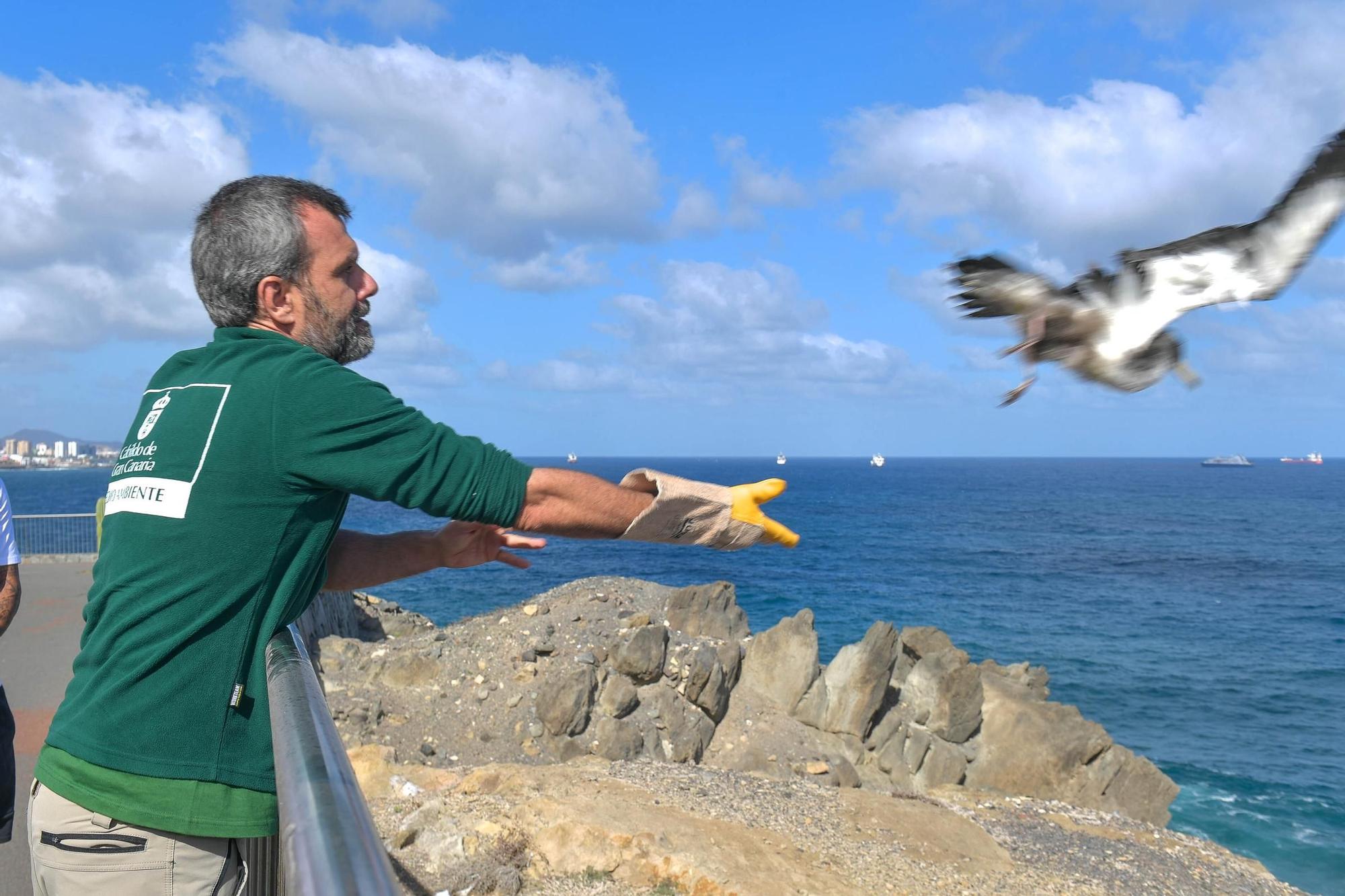 Benito y Fabio sueltan dos pardelas en el Mirador del Tritón