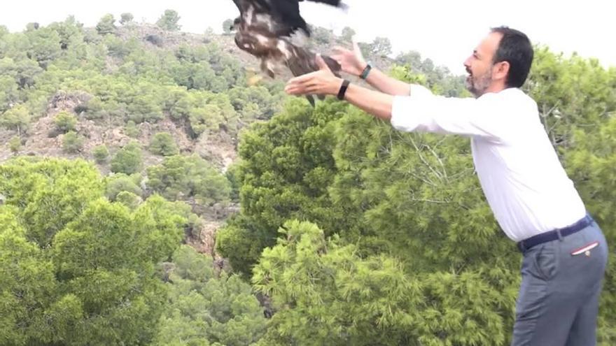 Un milano negro vuelve a la naturaleza