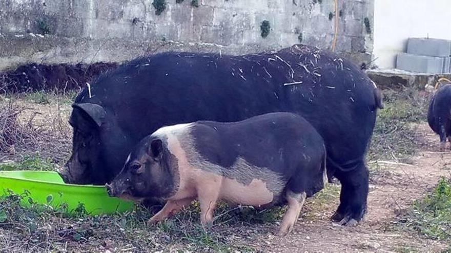 Una residente británica adopta a los cerdos vietnamitas de la plaga de Xàbia