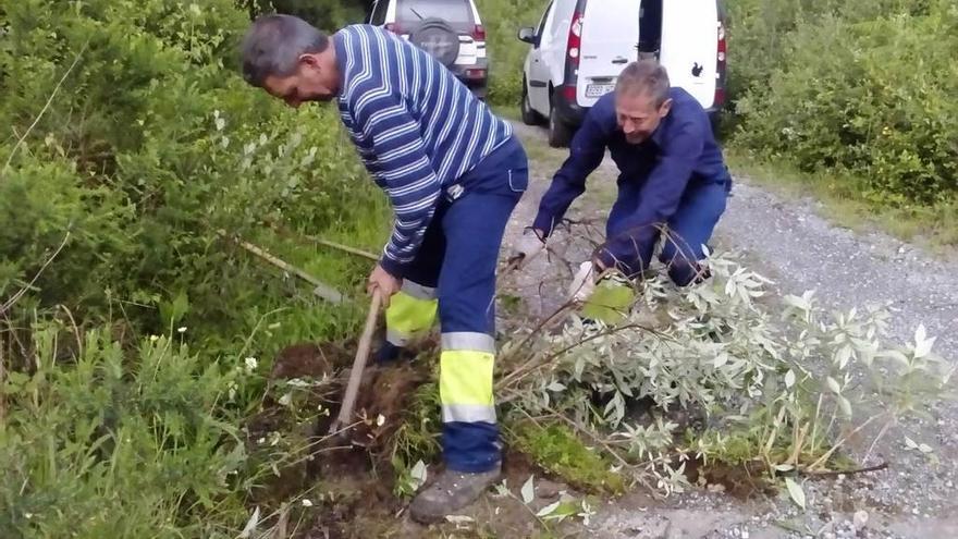 Ponga elimina plantas invasoras en Trasdelsierru