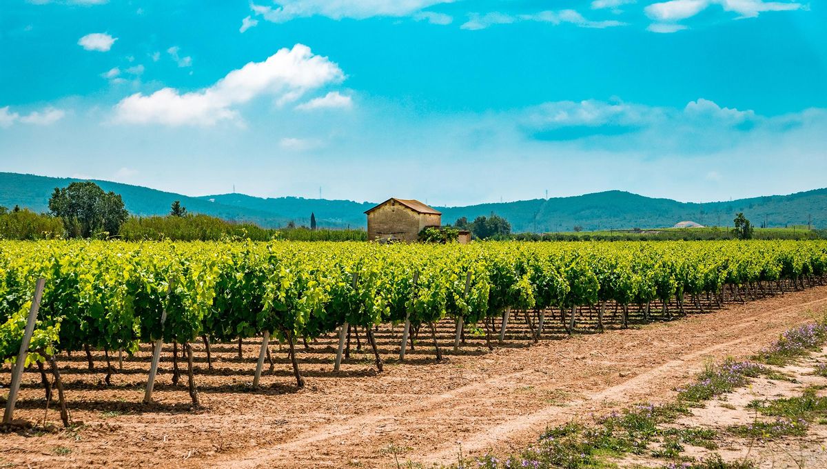 Para conocer el territorio de la D. O. Penedès y la D. O. Cava lo mejor es visitar alguna bodega