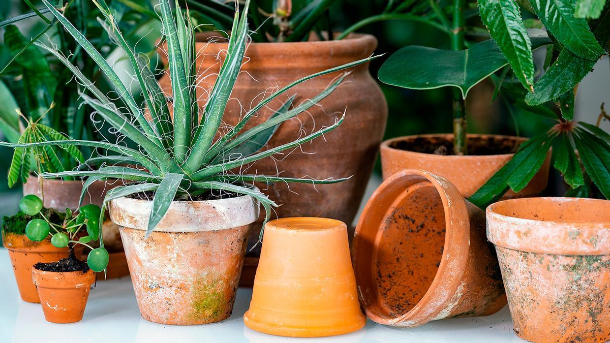 El sencillo truco casero para quitar las manchas de cal y musgo de nuestras macetas y dejarlas como nuevas