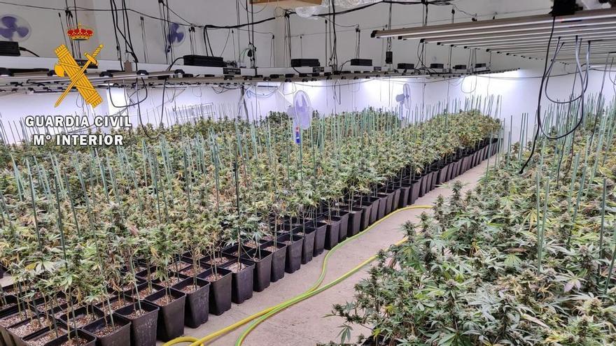 Vídeo | La Guardia Civil desmantela en una finca de Valverde de Mérida, una plantación con casi un millar de plantas de marihuana