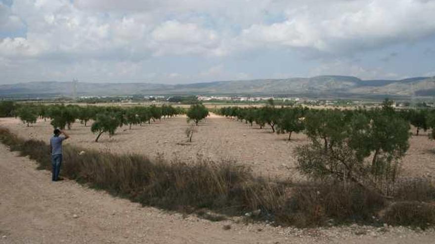 Terrenos de Biar donde está proyectada la planta solar.