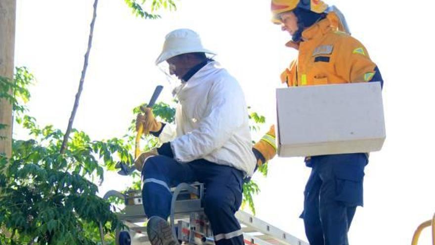 Un enjambre de abejas moviliza a los bomberos en la calle Campoamor